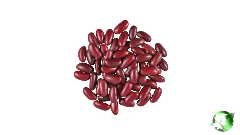 Bulk Beans | Suppliers | Wholesale | ParsaFood Global
