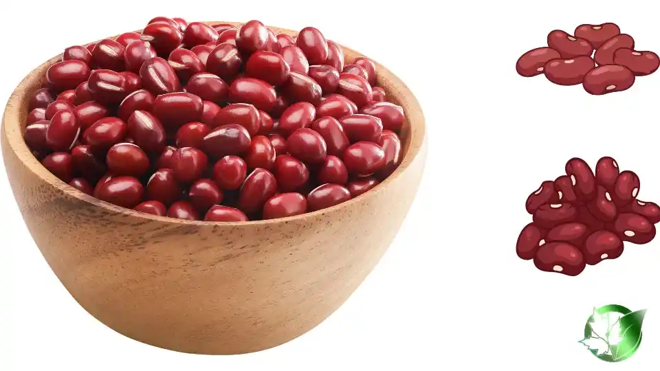 Commercial presentation of Beans for wholesale product evaluation and buyer review.