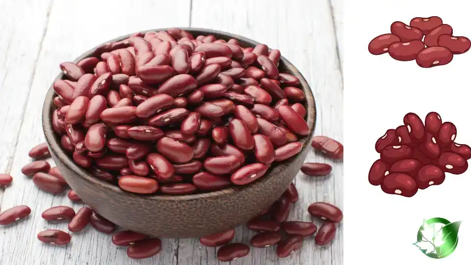 Beans quality, format, and packaging should be matched to the buyer’s target application.