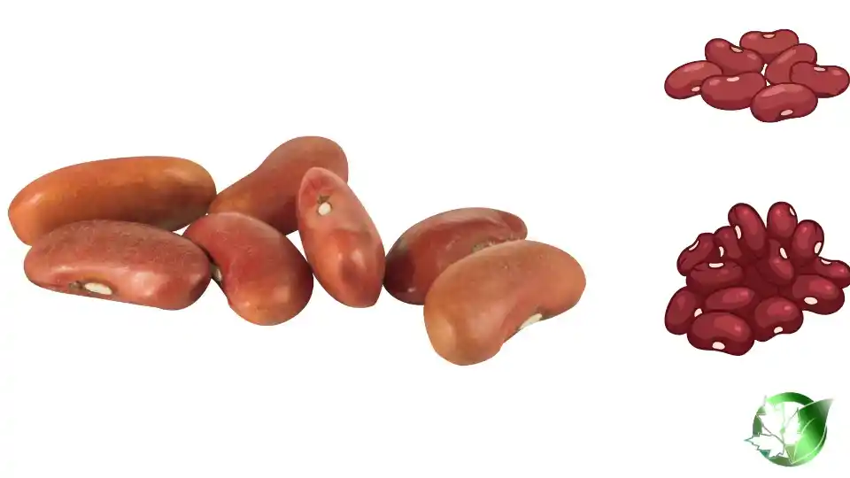 Wholesale packaging for Beans can be planned for retail, food-service operations, bespoke-label, or industrial distribution.
