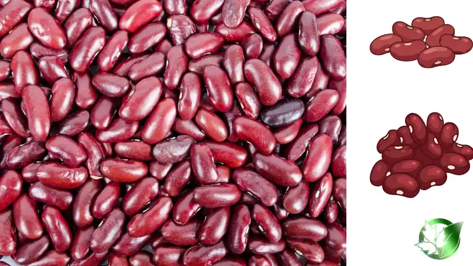 Source evaluation for Beans should cover specification, packaging, documentation, logistics, and landed commercial cost.