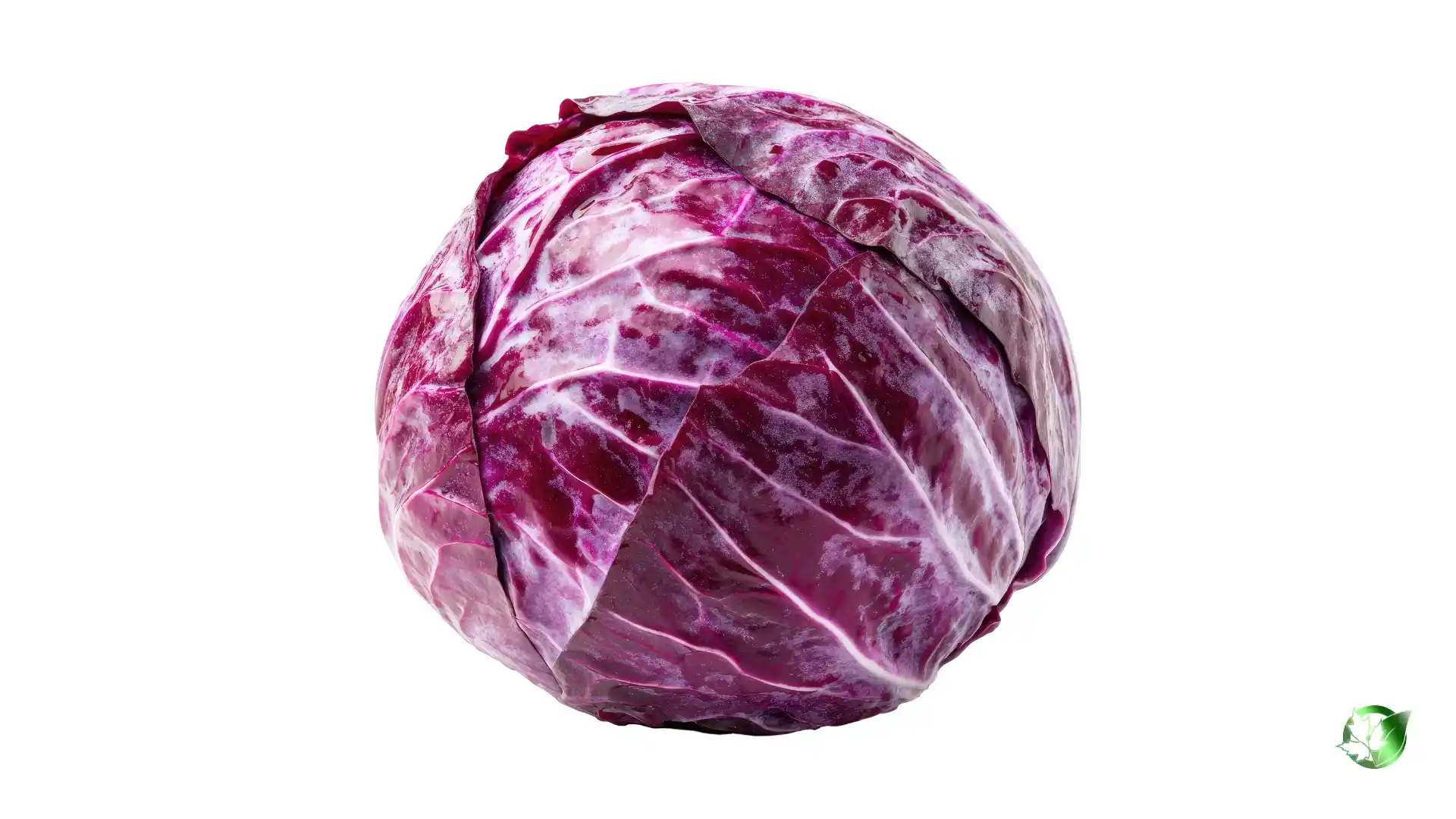 Cabbage1.webp