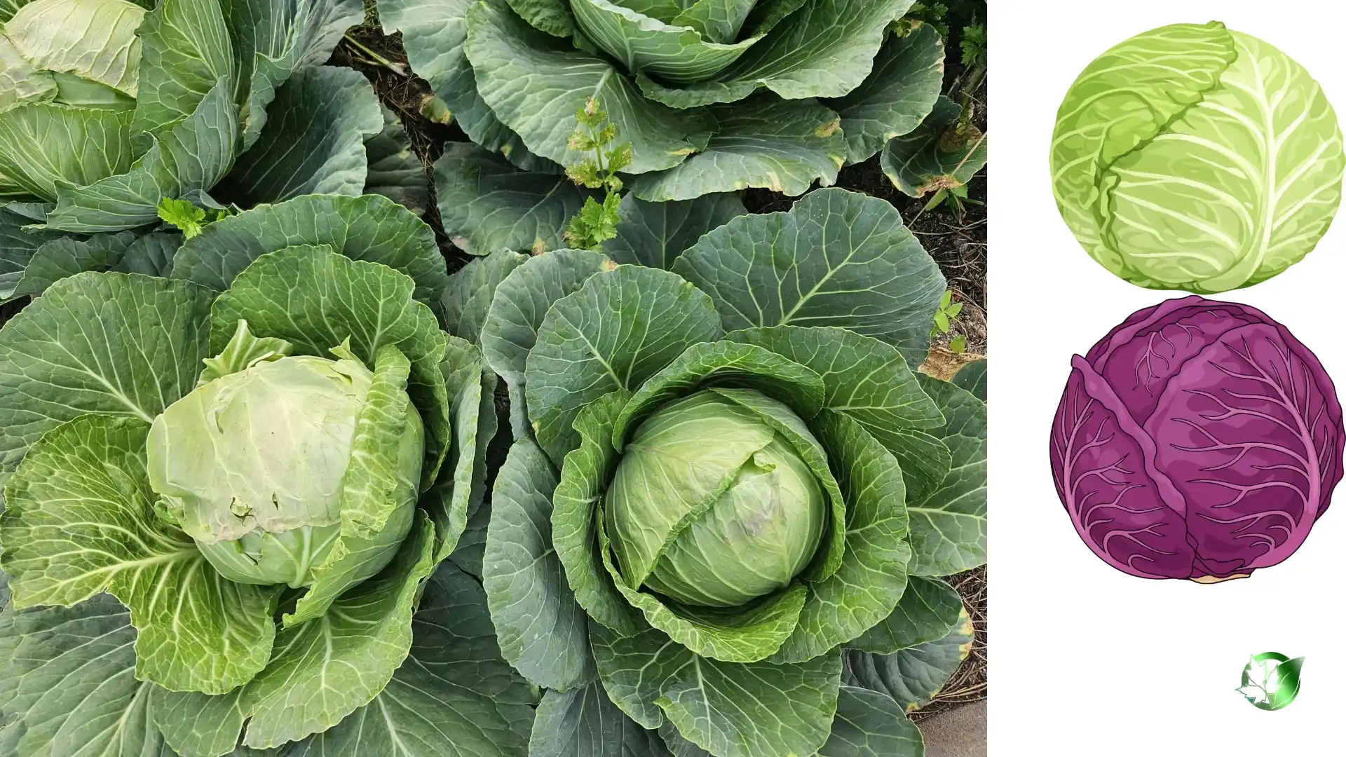 Commercial presentation of Cabbage for wholesale product evaluation and buyer review.