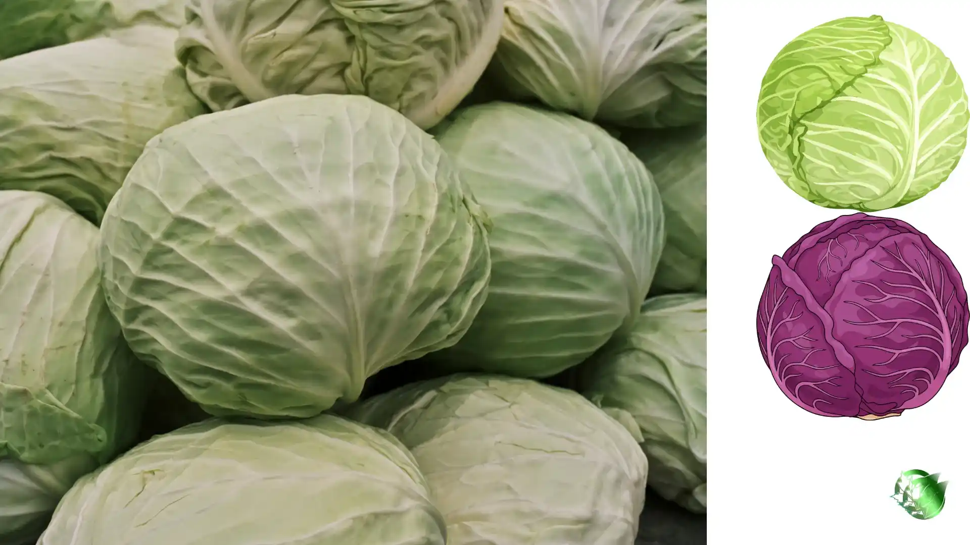 Cabbage quality, format, and packaging should be matched to the buyer’s target application.