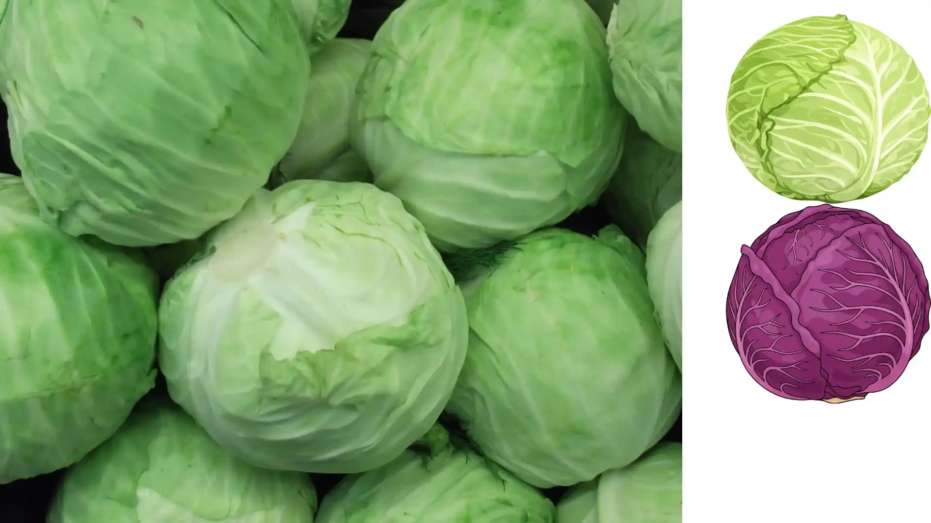 Wholesale packaging for Cabbage can be planned for retail, hospitality supply, own-label, or processing distribution.