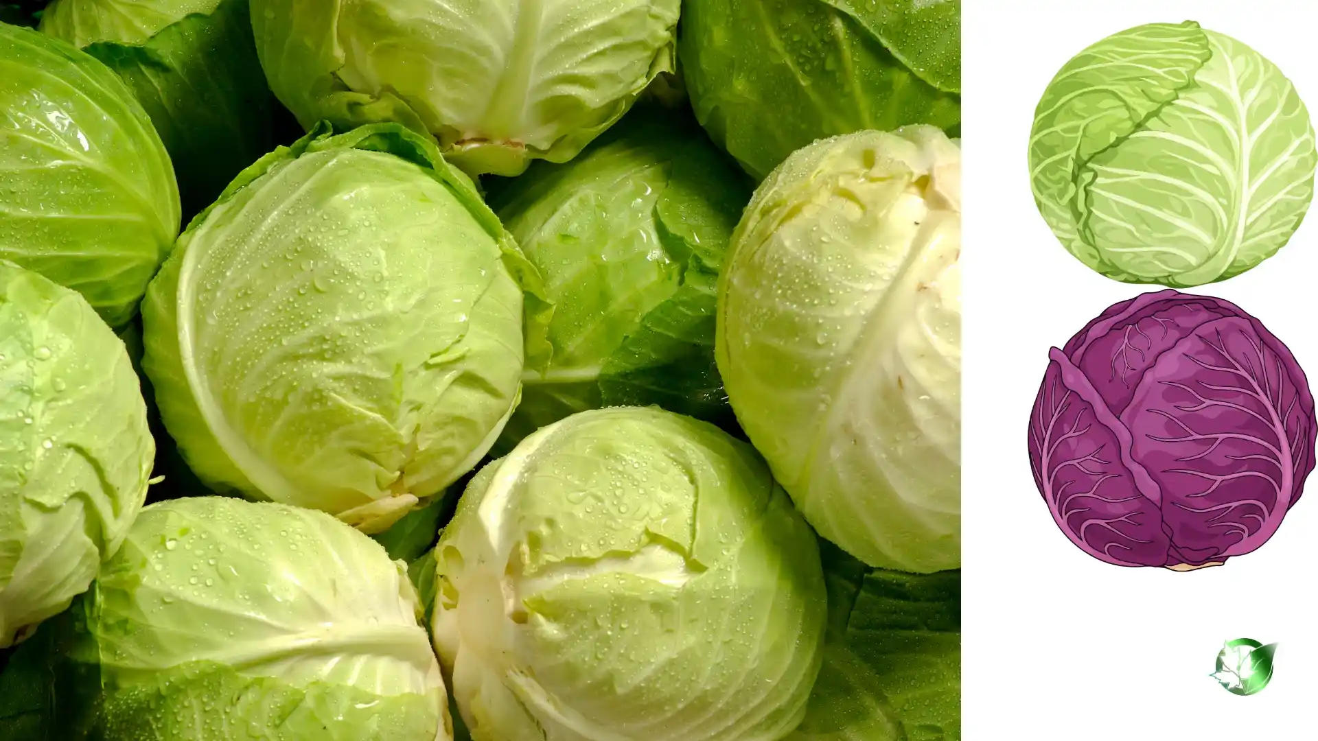 Supplier evaluation for Cabbage should cover specification, packaging, trade documentation, logistics, and full delivered cost.