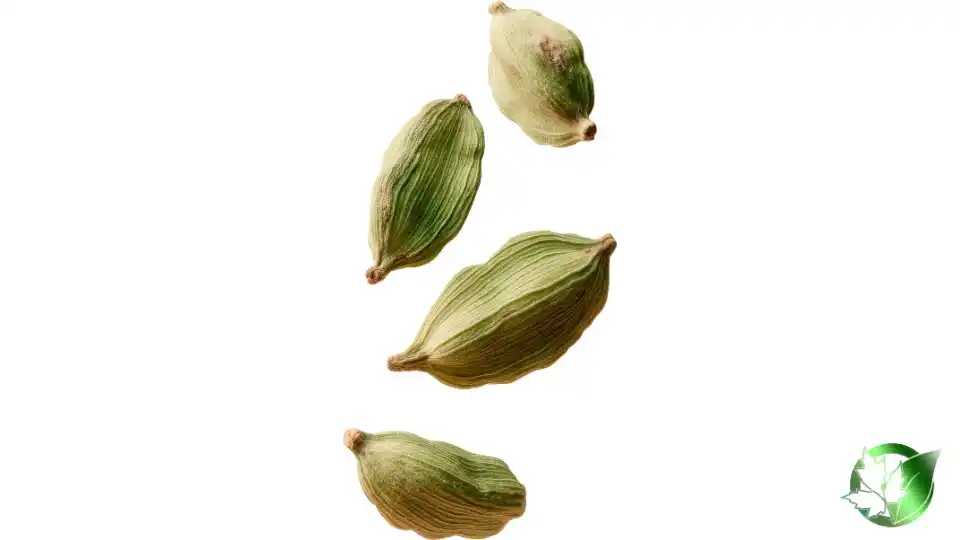 Bulk Cardamom | Suppliers | Wholesale | ParsaFood Global