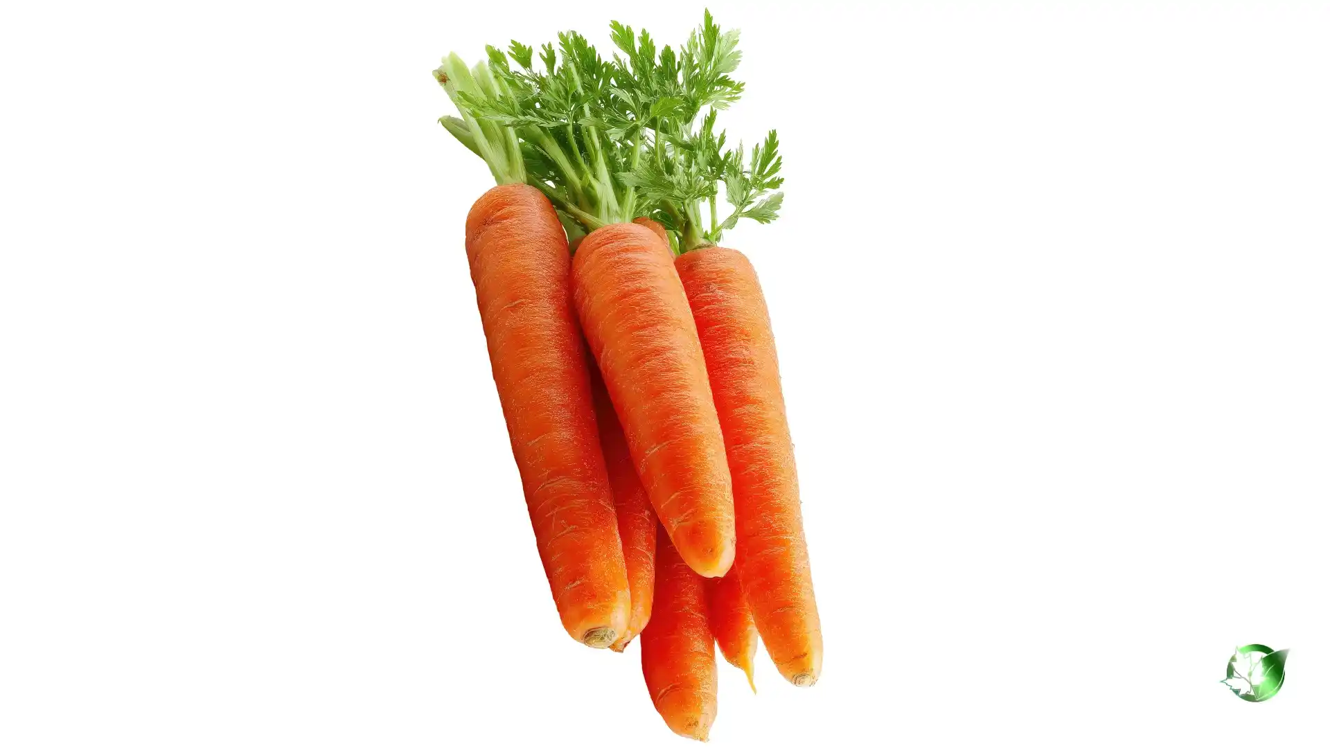 Bulk Carrot | Suppliers | Wholesale | ParsaFood Global