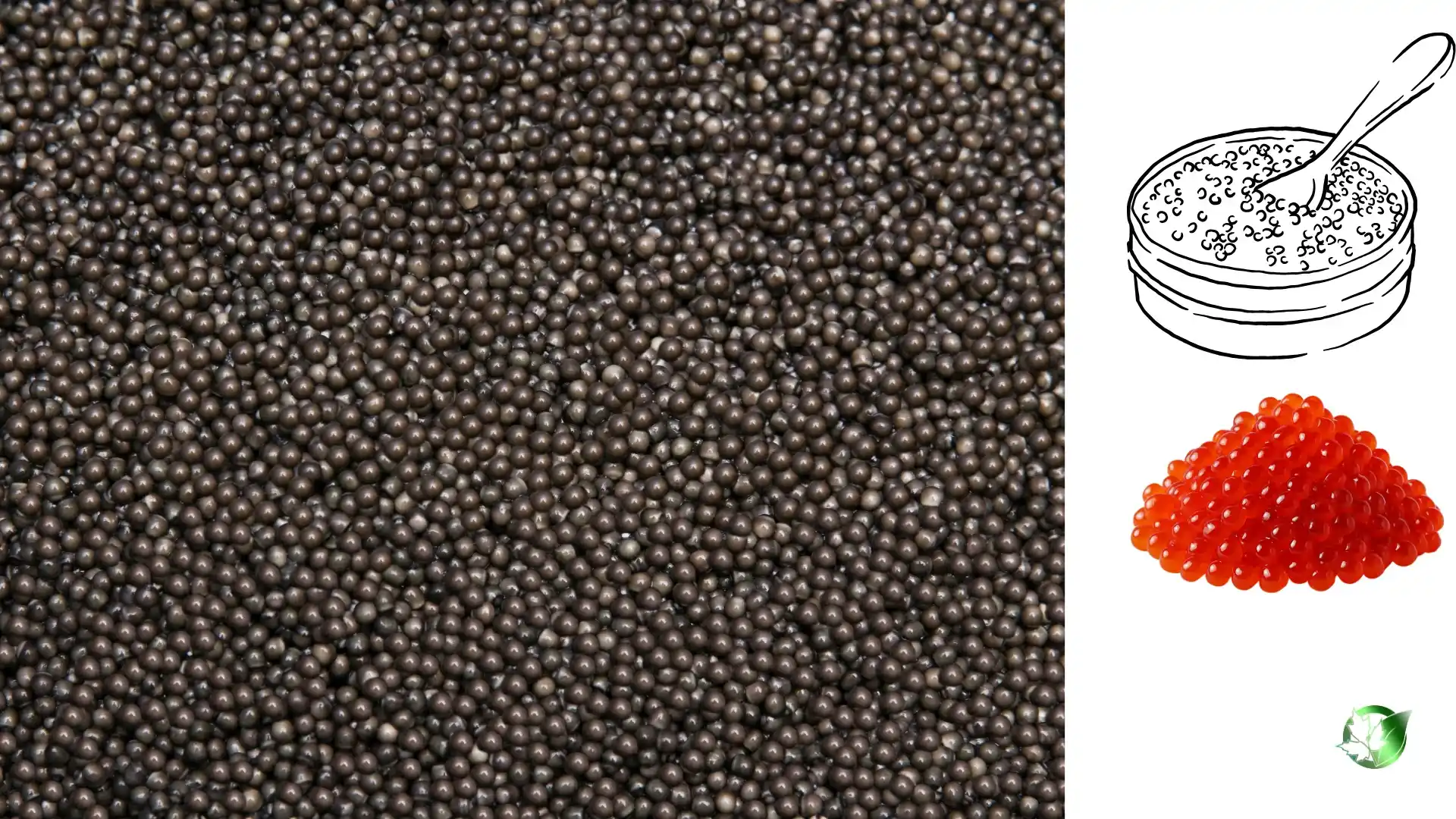 Caviar quality, format, and packaging should be matched to the buyer’s target application.