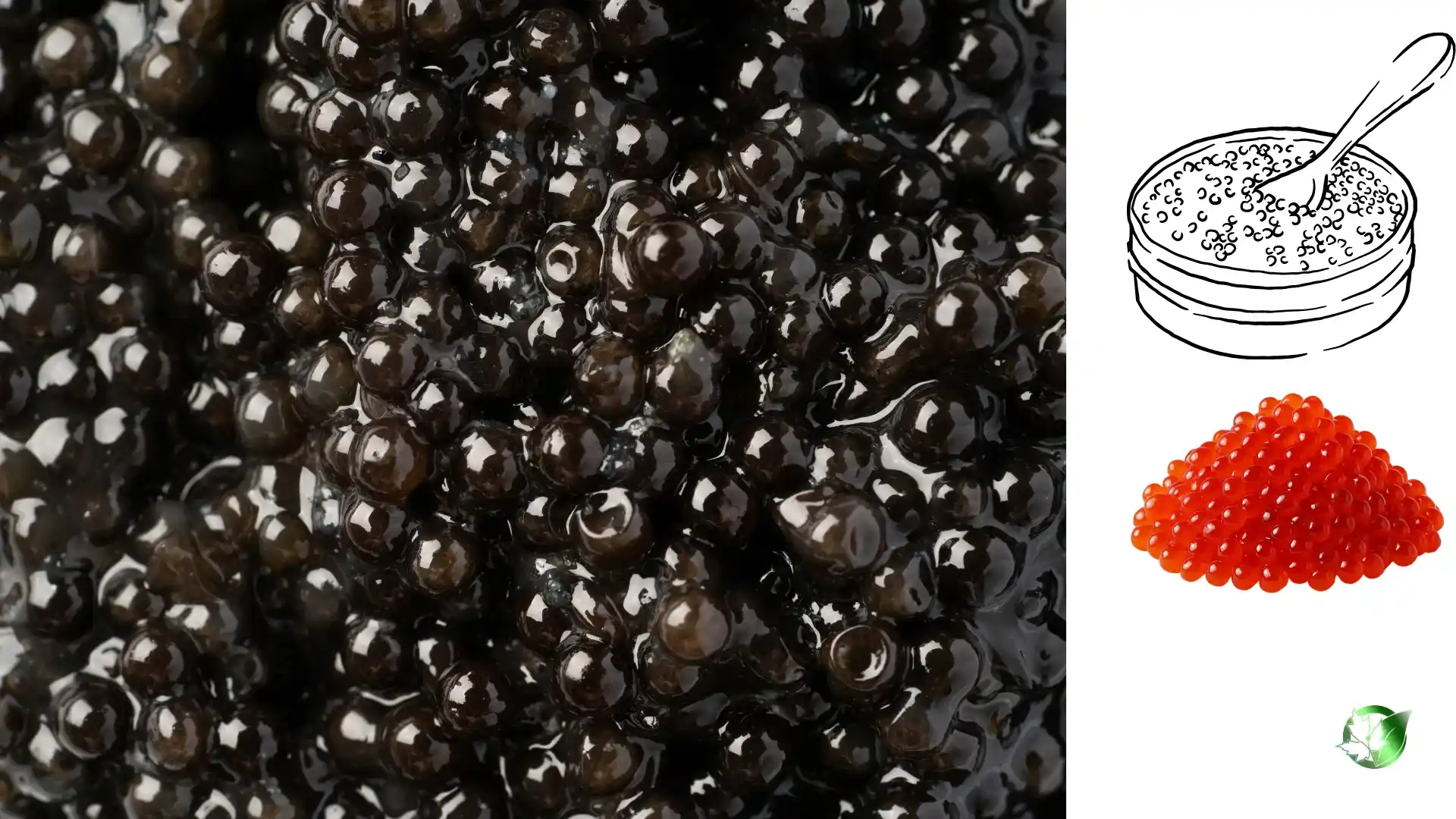Wholesale packaging for Caviar can be planned for store-based sales, catering and restaurant channels, own-label, or processing distribution.