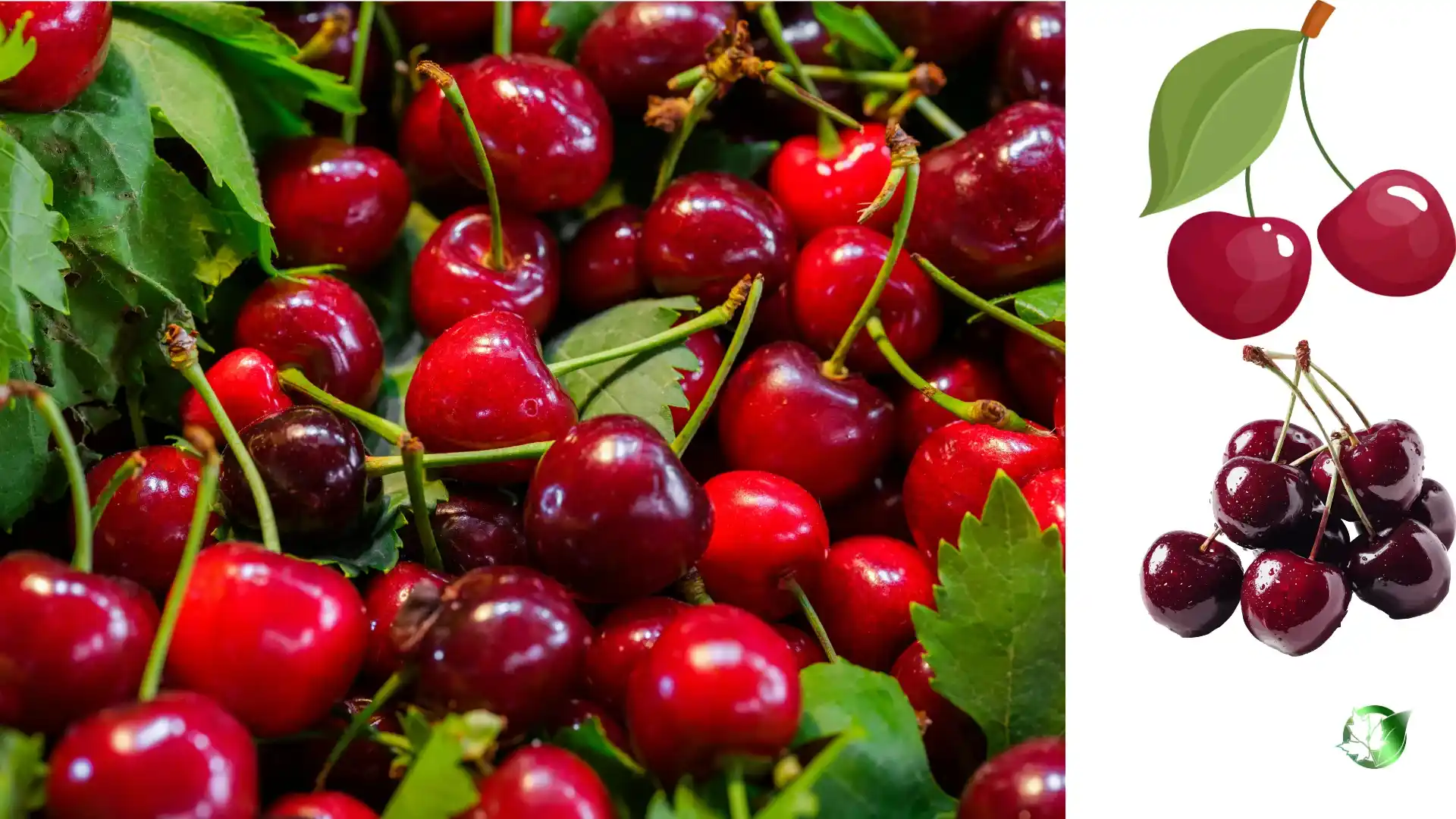 Commercial presentation of Cherry for wholesale product evaluation and buyer review.