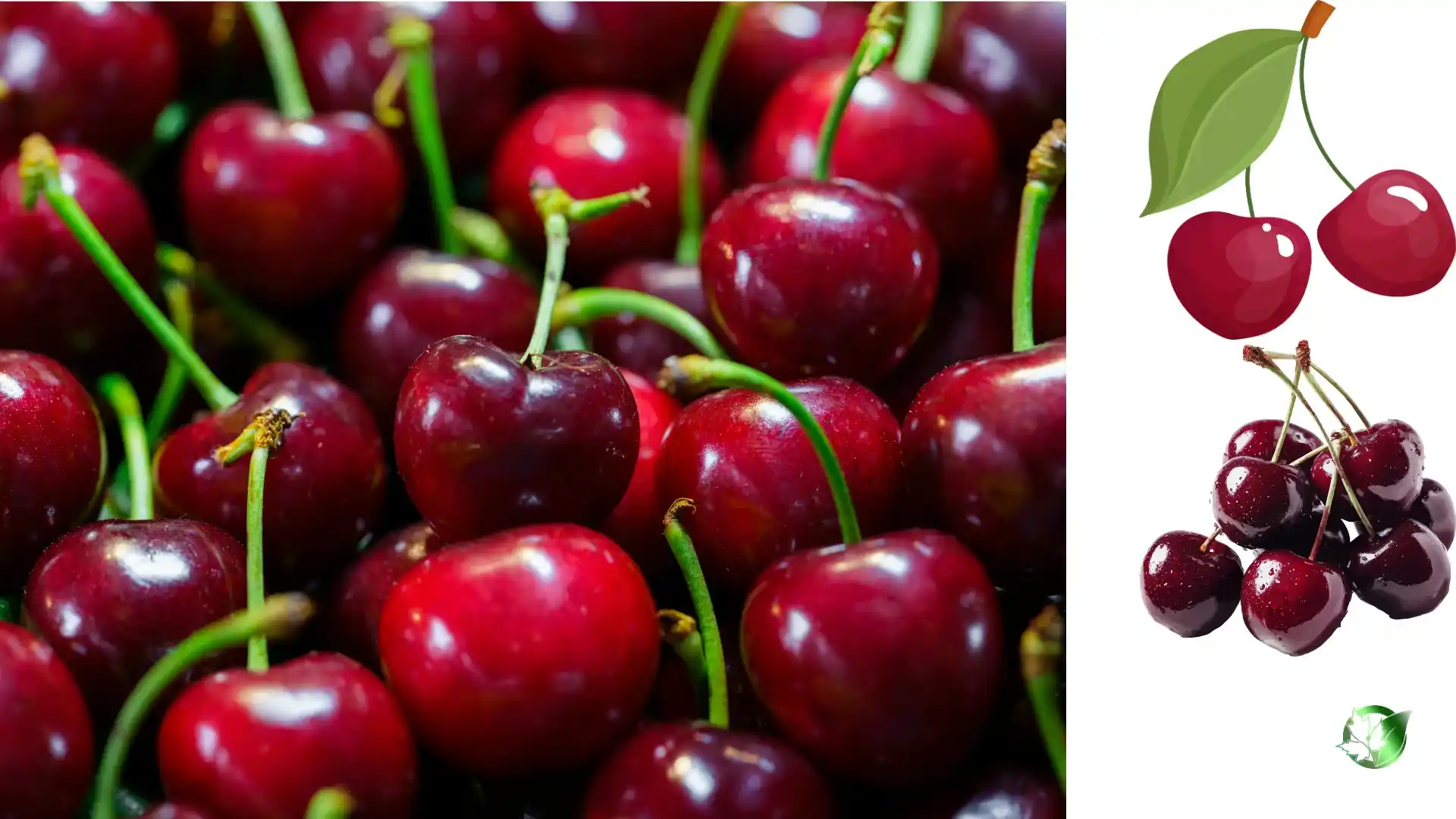 Cherry quality, format, and packaging should be matched to the buyer’s target application.