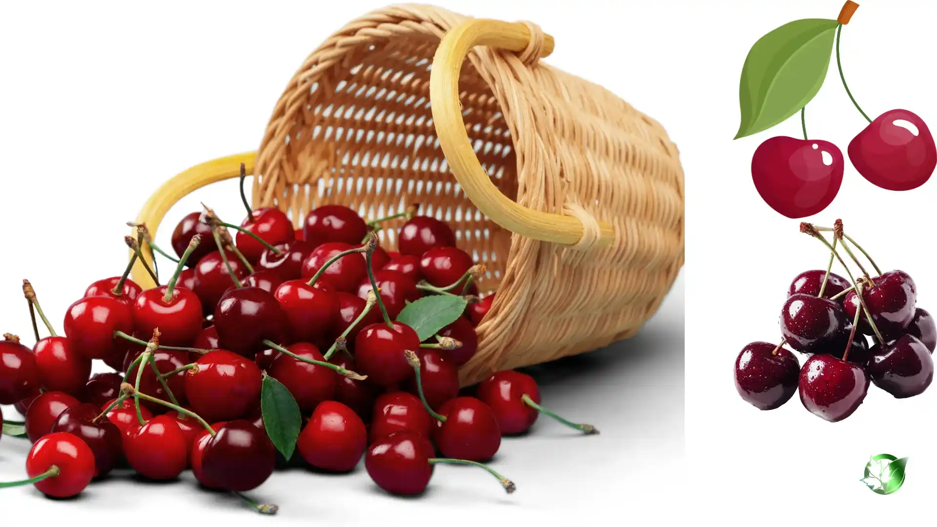 Wholesale packaging for Cherry can be planned for shop-floor sales, food-service operations, private-label, or industrial distribution.