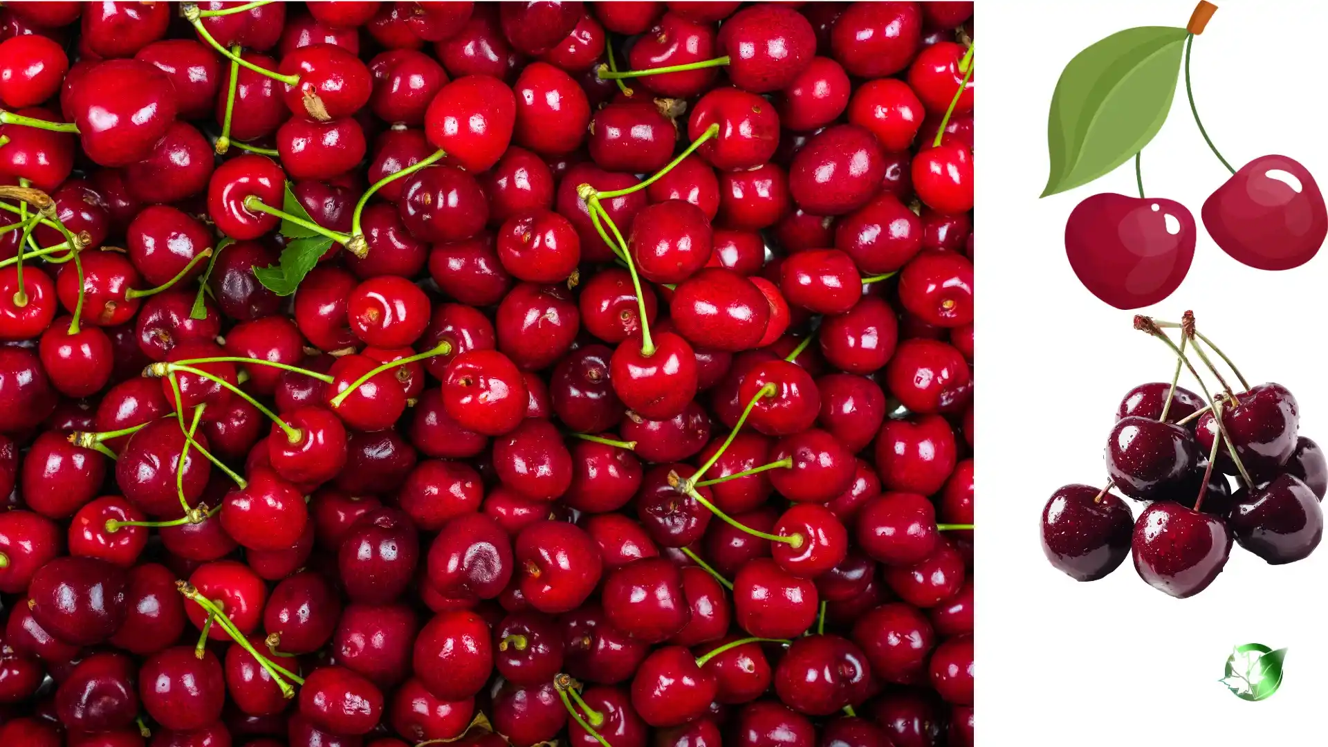 Supplier evaluation for Cherry should cover specification, packaging, paperwork, logistics, and all-in receiving cost.