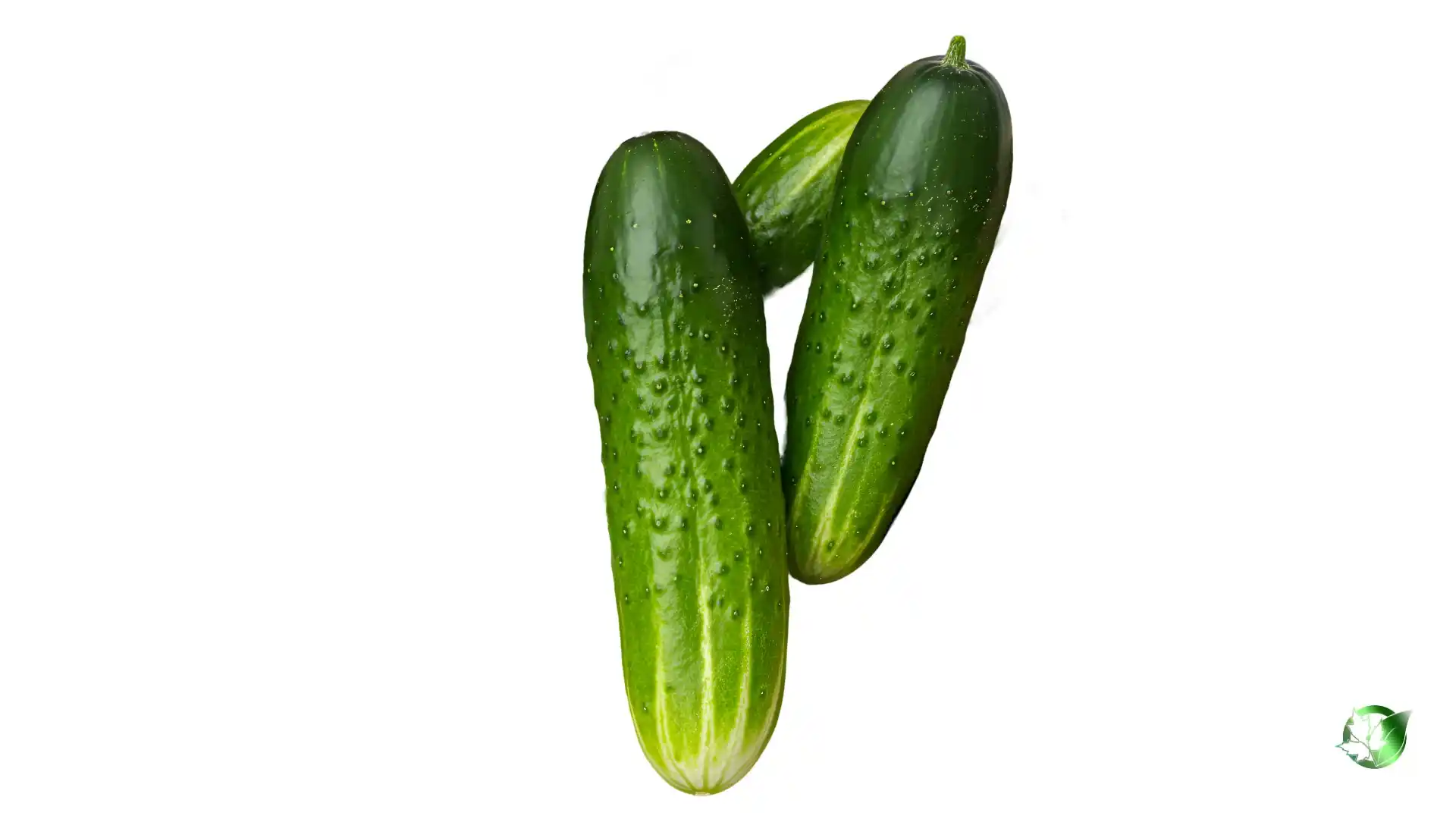 Bulk Cucumber | Suppliers | Wholesale | ParsaFood Global