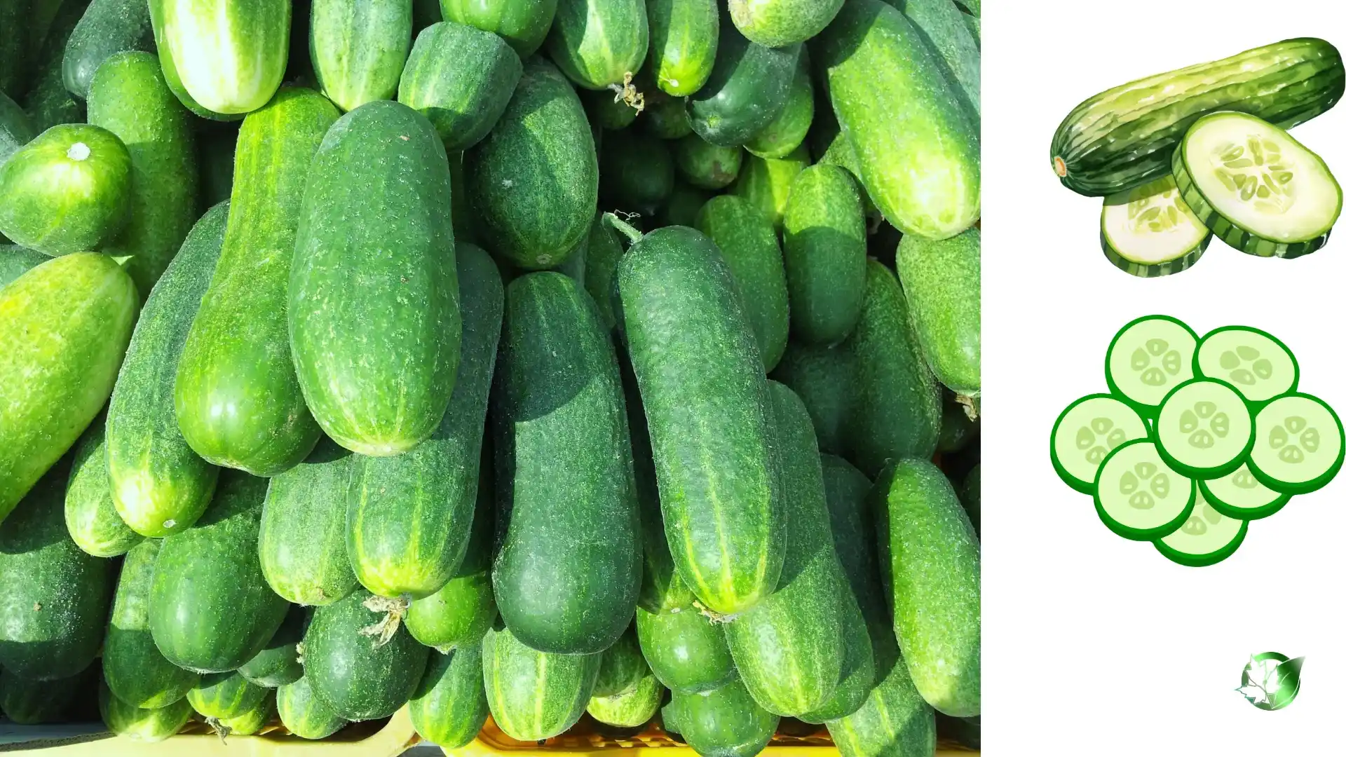Cucumber quality, format, and packaging should be matched to the buyer’s target application.