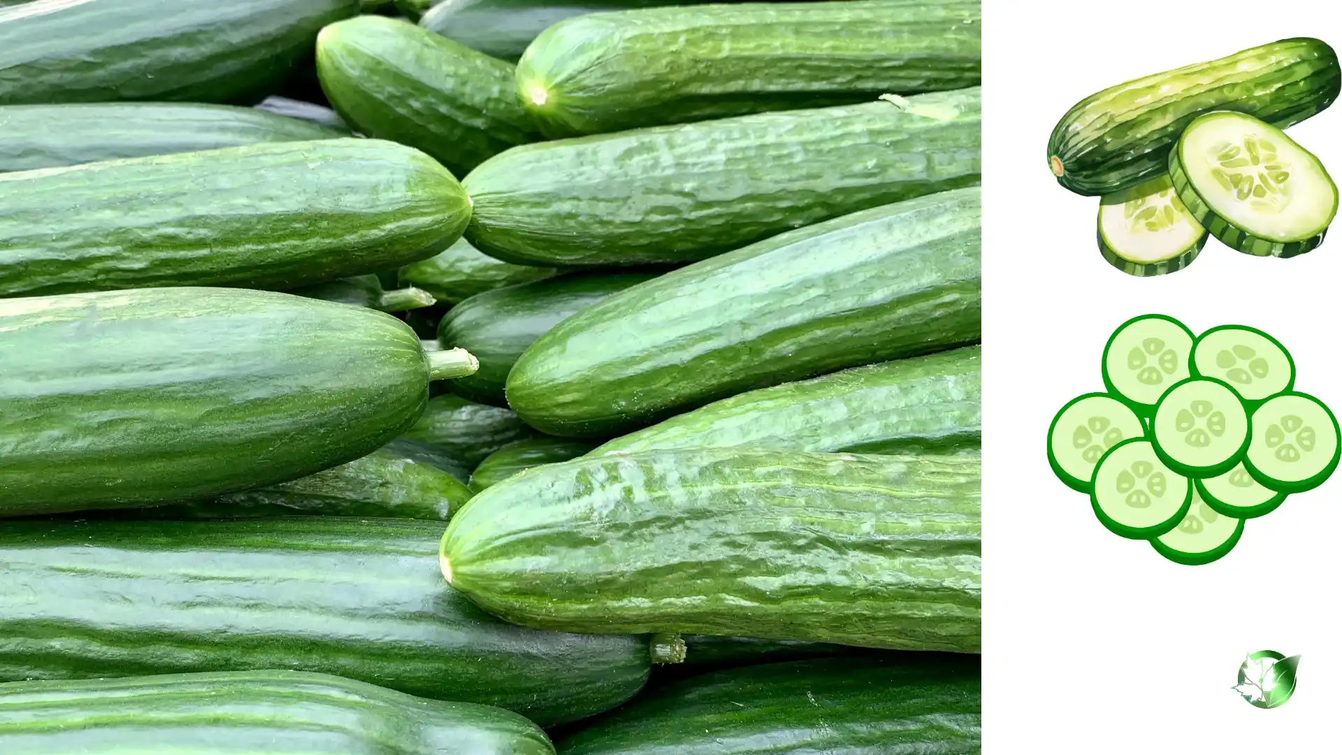 Wholesale packaging for Cucumber can be planned for consumer retail, catering and restaurant channels, customer-brand, or industrial distribution.