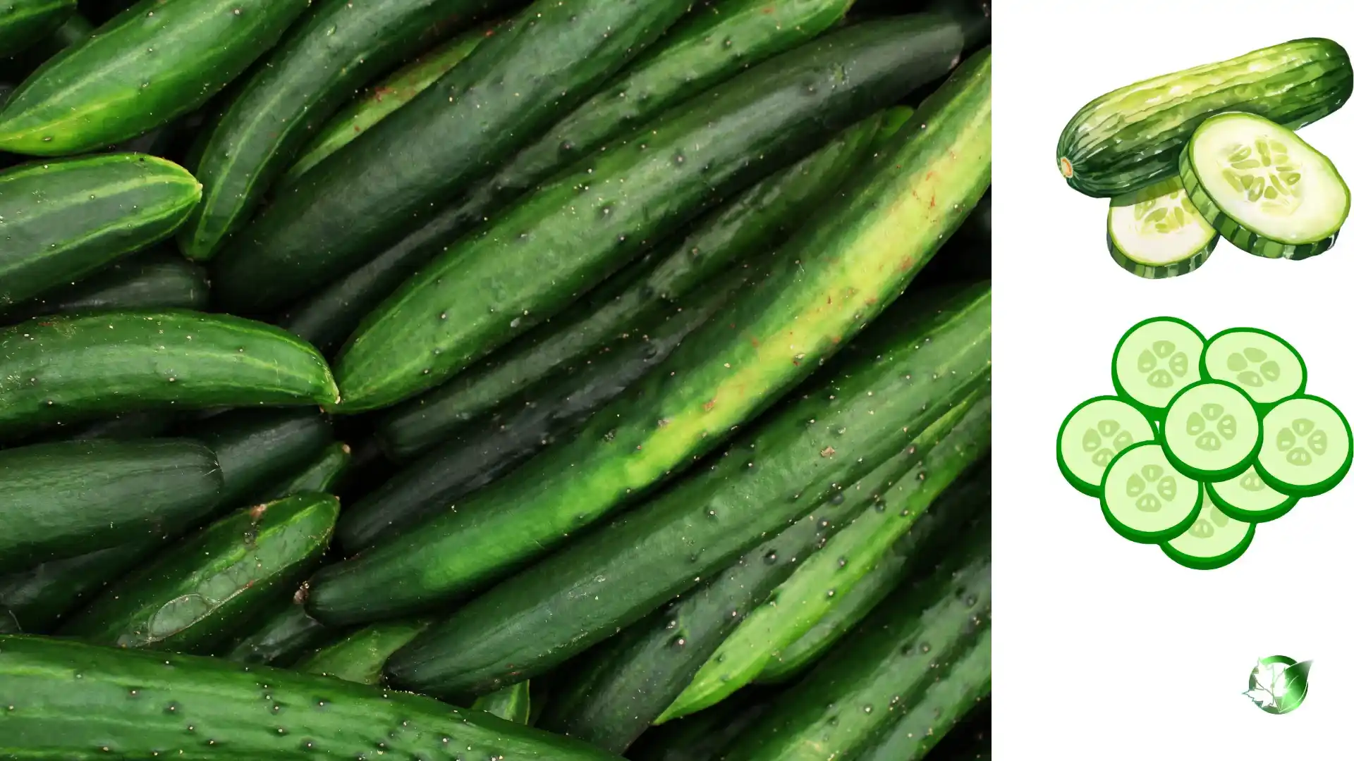 Exporter evaluation for Cucumber should cover specification, packaging, required records, logistics, and complete delivered expense.