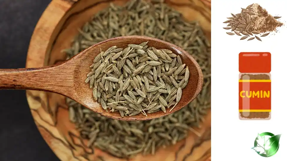 Cumin quality, format, and packaging should be matched to the buyer’s target application.