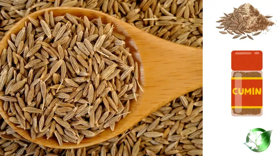 Wholesale packaging for Cumin can be planned for store-based sales, commercial kitchens, private-label, or processing distribution.
