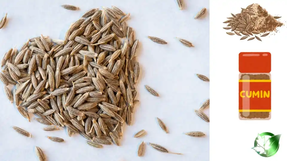 Commercial supplier evaluation for Cumin should cover specification, packaging, paperwork, logistics, and complete delivered expense.