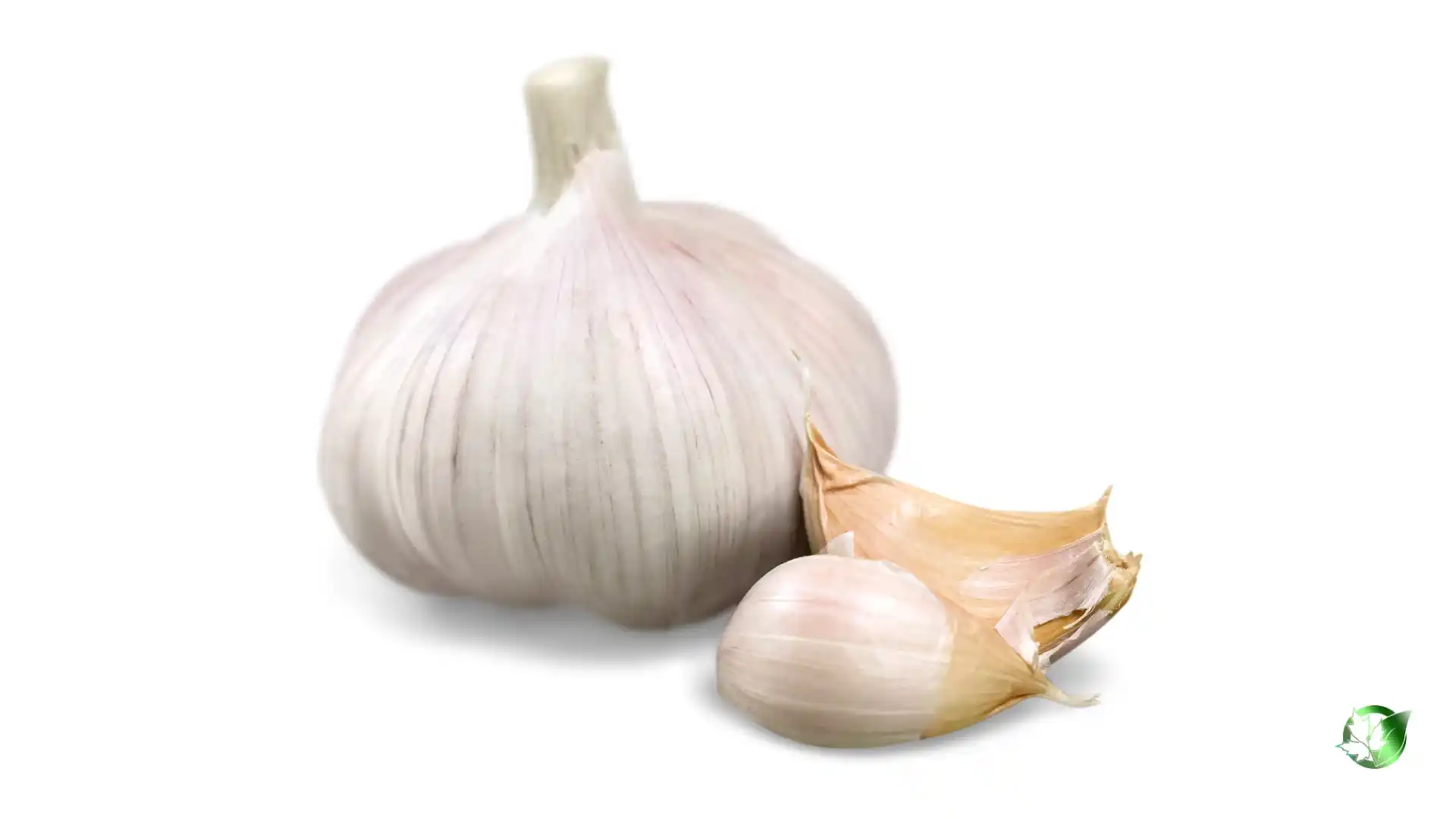 Bulk Garlic | Suppliers | Wholesale | ParsaFood Global