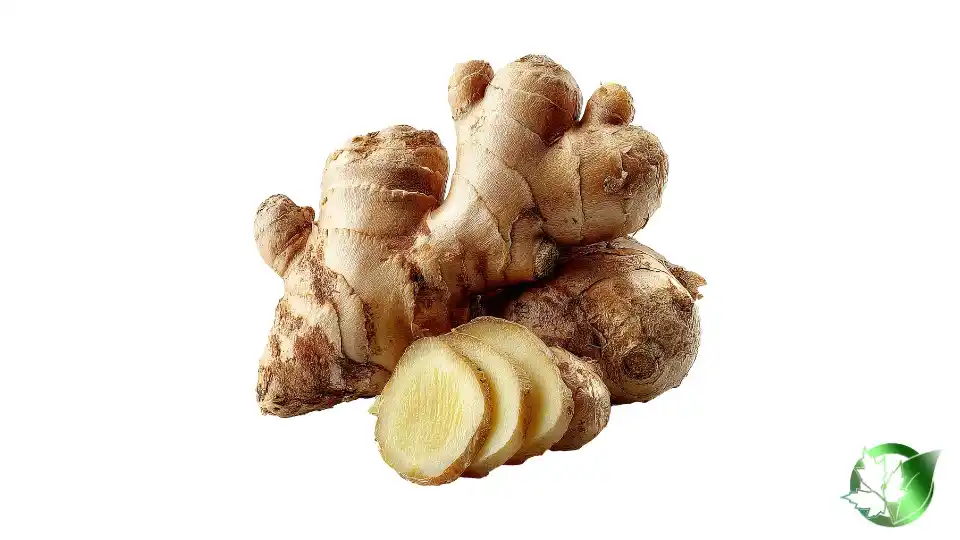 Bulk Ginger | Suppliers | Wholesale | ParsaFood Global