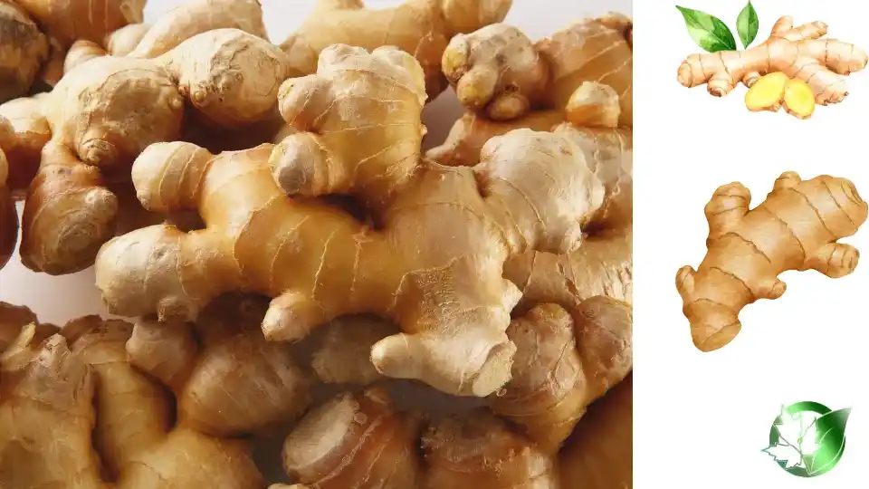 Commercial presentation of Ginger for wholesale product evaluation and buyer review.