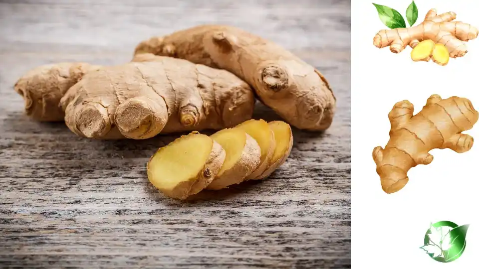 Wholesale packaging for Ginger can be planned for retail, commercial kitchens, own-label, or industrial distribution.