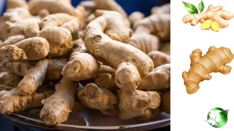 Exporter evaluation for Ginger should cover specification, packaging, trade documentation, logistics, and landed commercial cost.