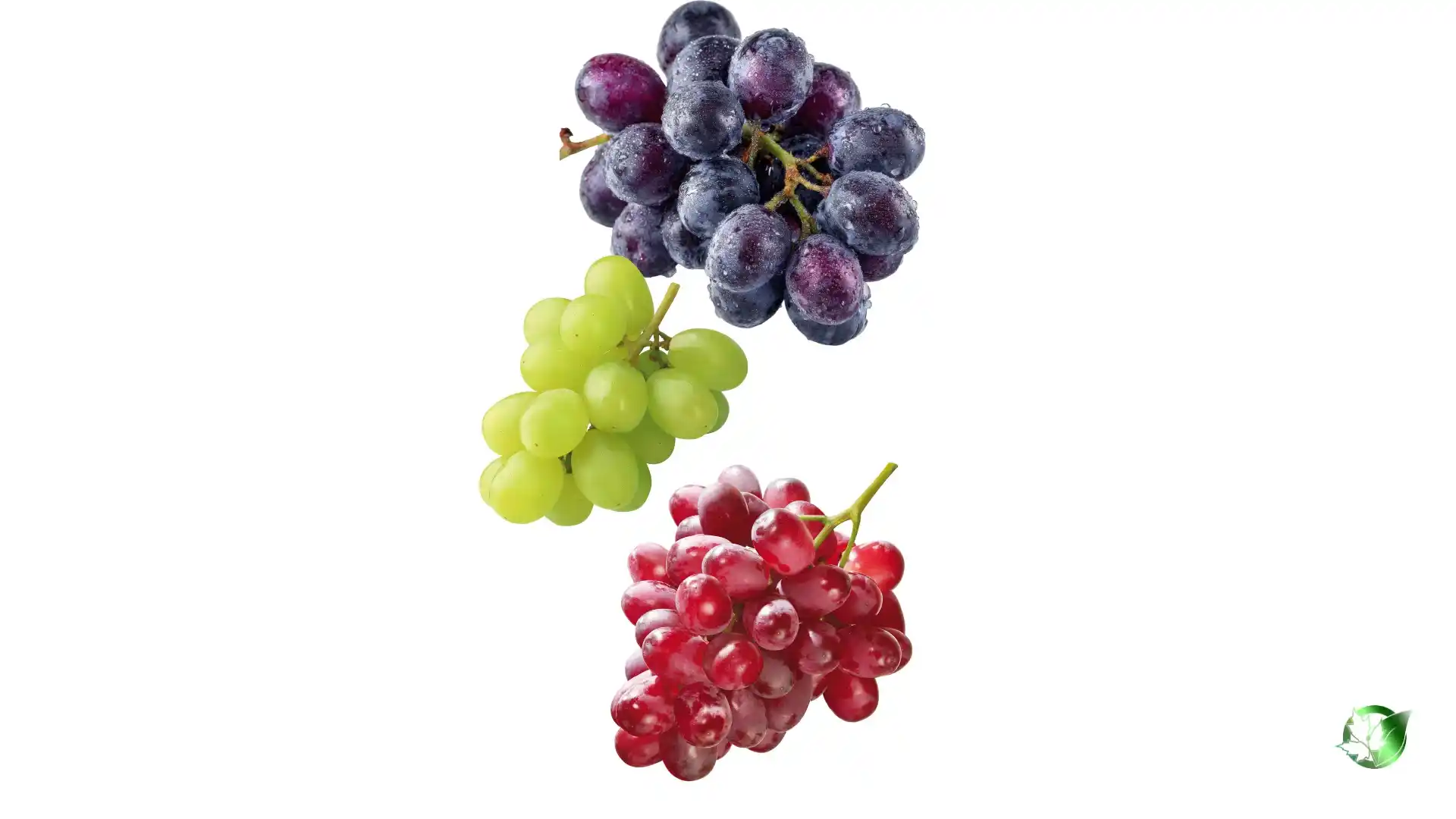 Bulk Grapes | Suppliers | Wholesale | ParsaFood Global