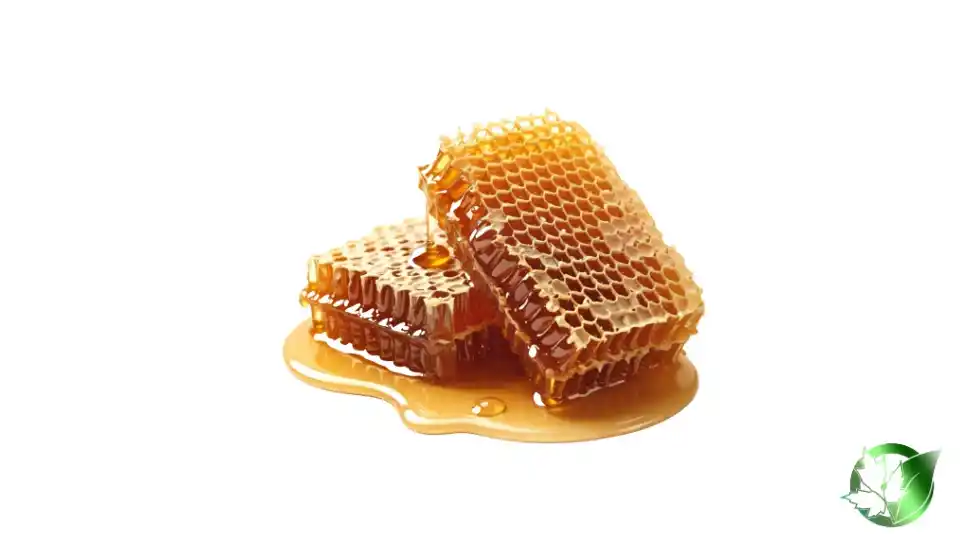 Bulk Honeycomb | Suppliers | Wholesale | ParsaFood Global