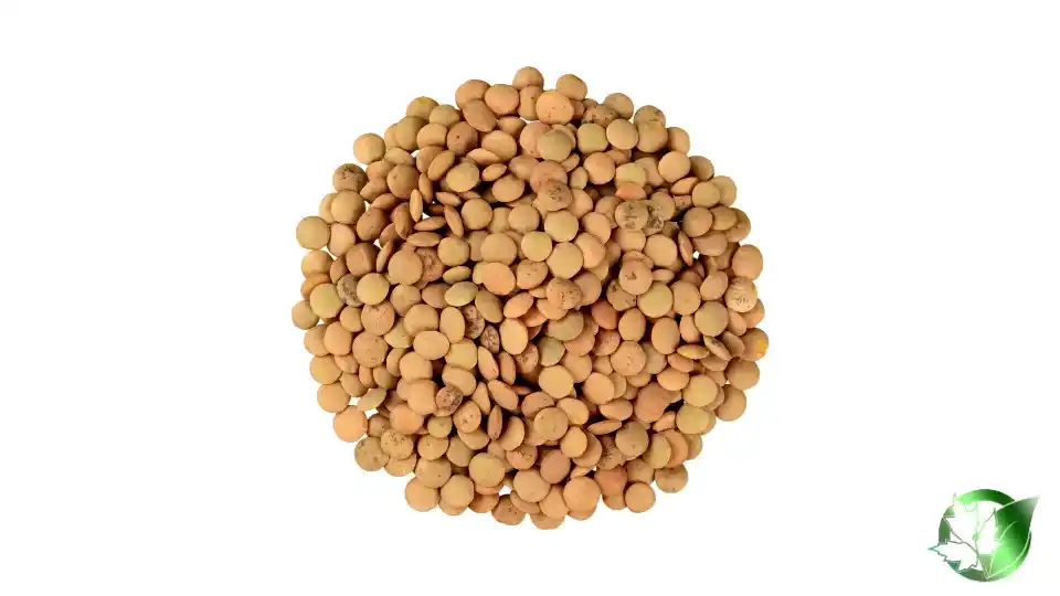 Bulk Lentils | Suppliers | Wholesale | ParsaFood Global