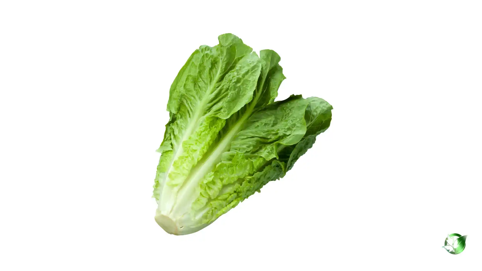 Bulk Lettuce | Suppliers | Wholesale | ParsaFood Global