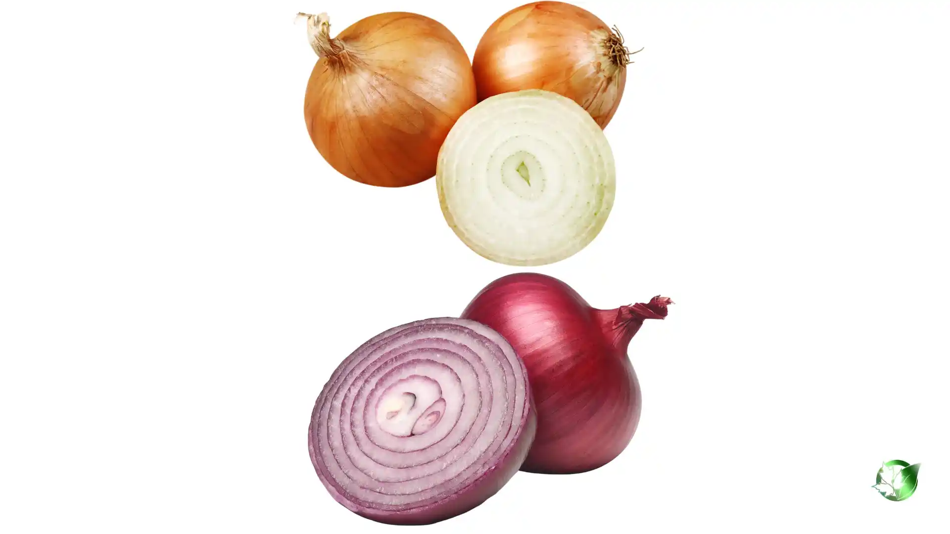 Bulk Onion | Suppliers | Wholesale | ParsaFood Global