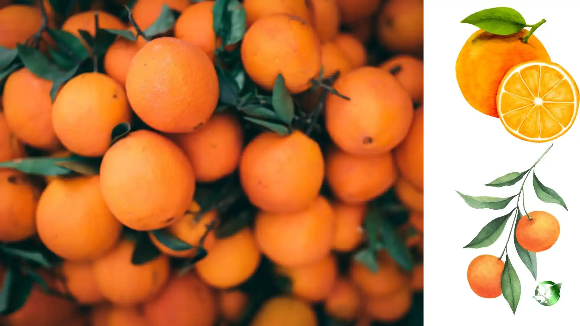 Wholesale packaging for Orange can be planned for store-based sales, food-service operations, bespoke-label, or processing distribution.