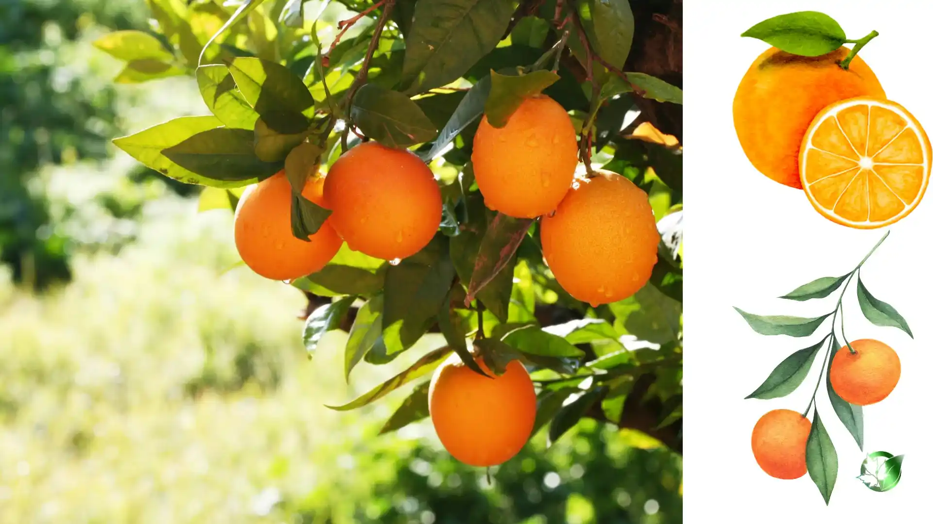 Vendor evaluation for Orange should cover specification, packaging, documentation, logistics, and complete delivered expense.