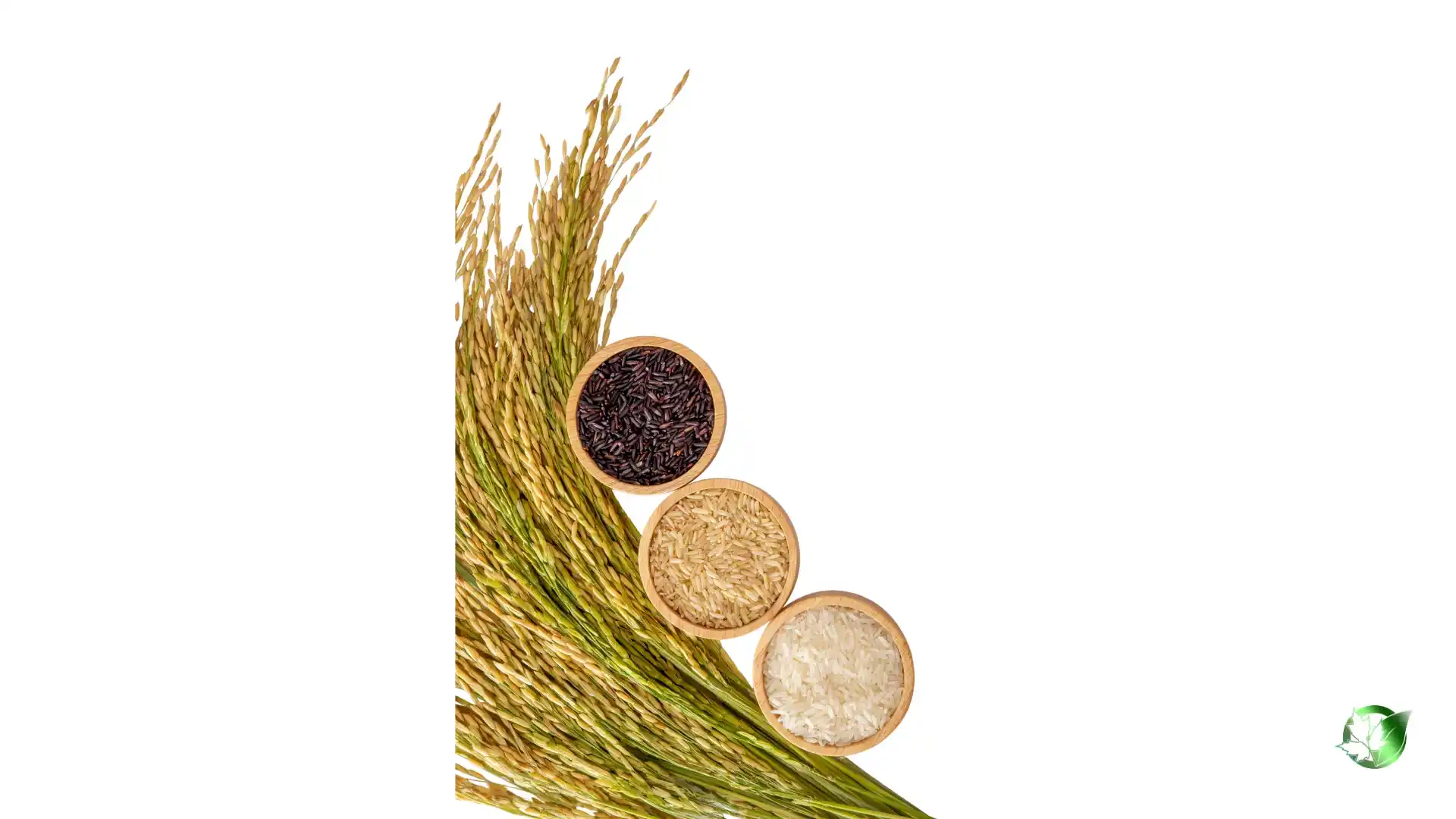 Rice1.webp