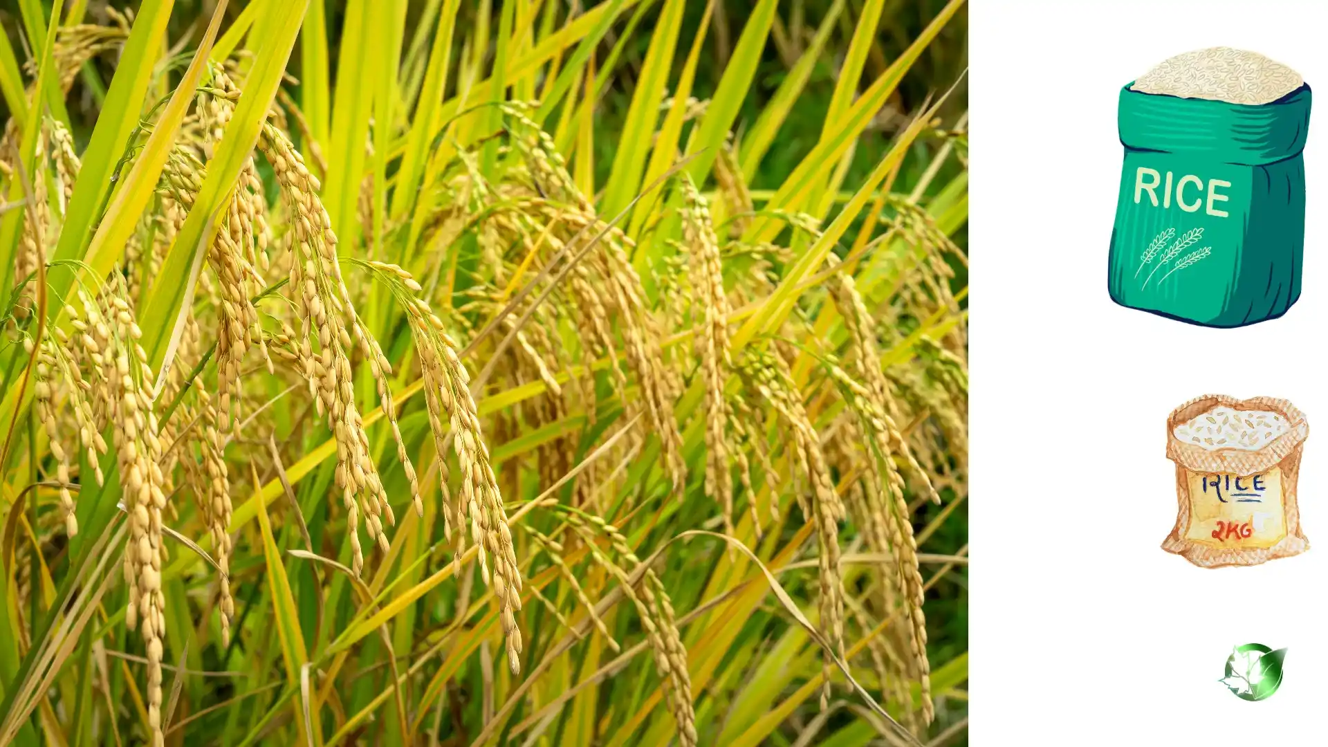 Commercial presentation of Rice for wholesale product evaluation and buyer review.