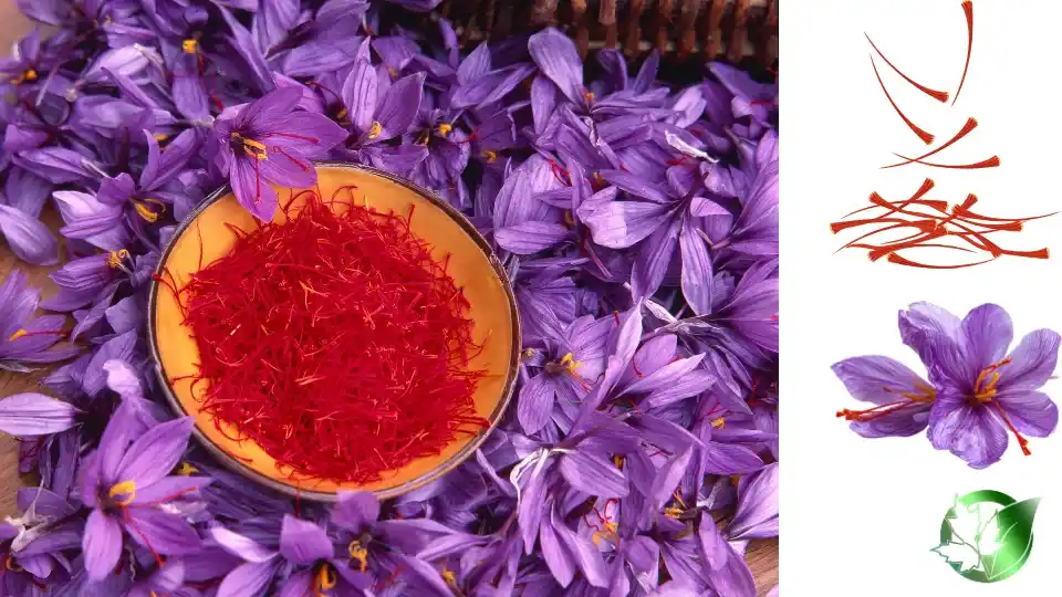 Wholesale packaging for Saffron can be planned for retail distribution, catering and restaurant channels, private-label, or production-line distribution.