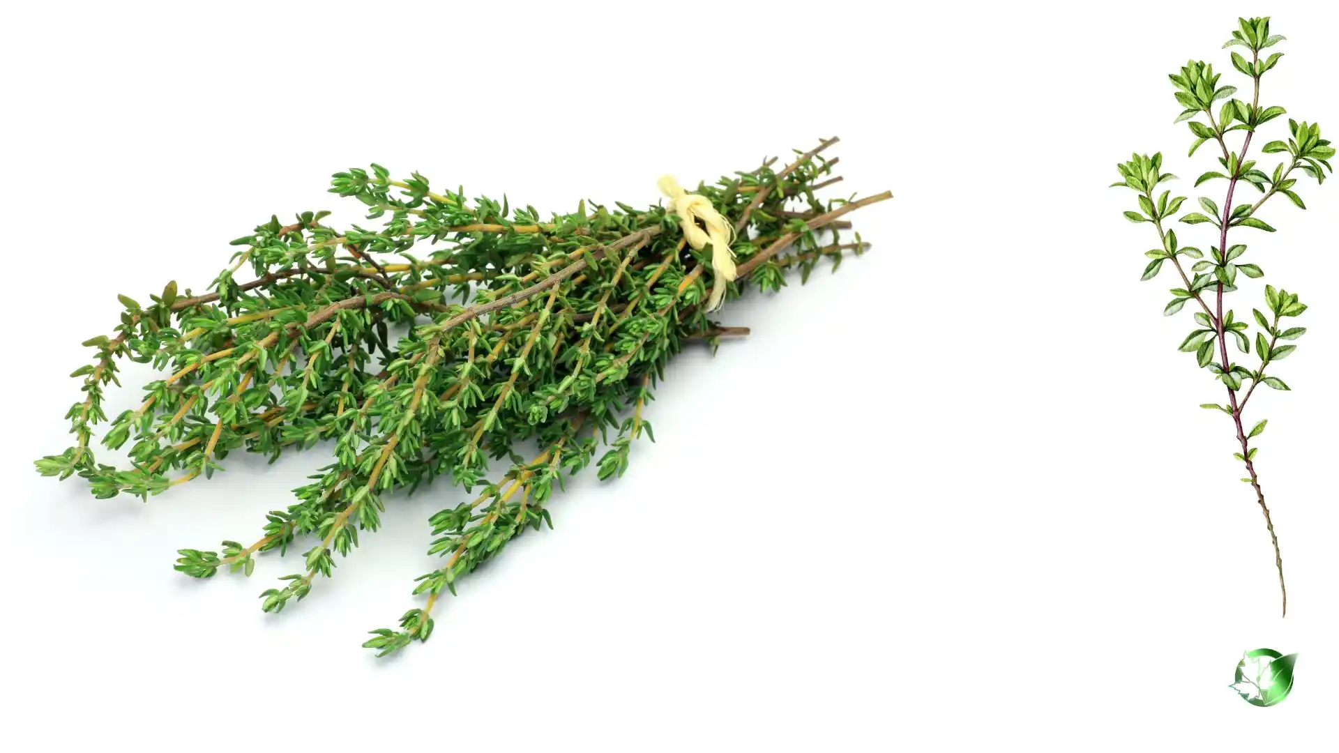 Commercial presentation of Thyme for wholesale product evaluation and buyer review.