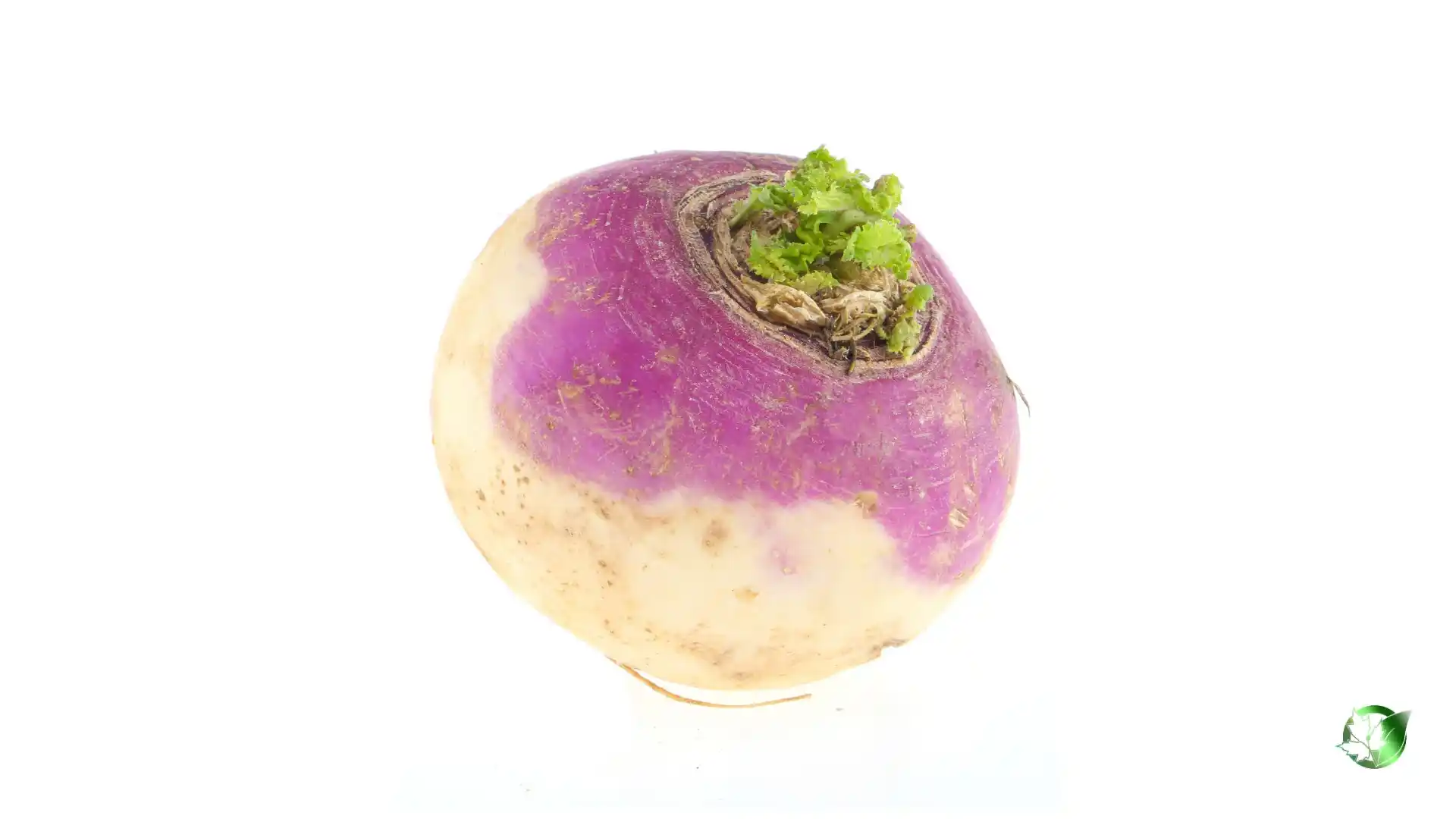 Bulk Turnip | Suppliers | Wholesale | ParsaFood Global