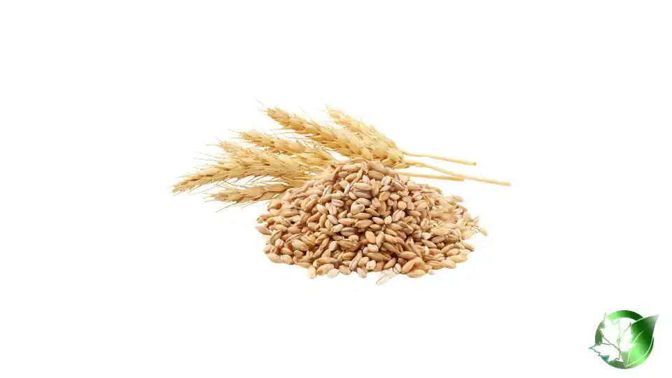 Bulk Wheat | Suppliers | Wholesale | ParsaFood Global