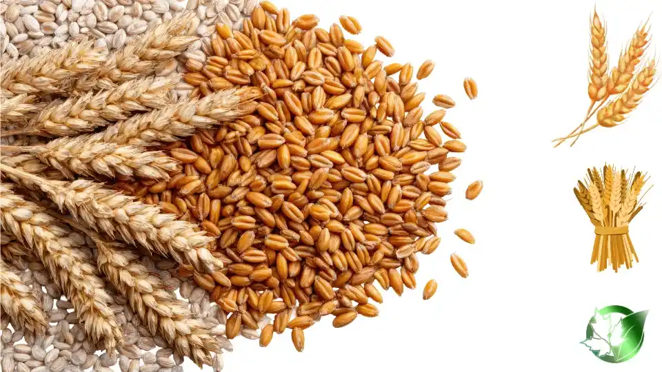 Commercial presentation of Wheat for wholesale product evaluation and buyer review.