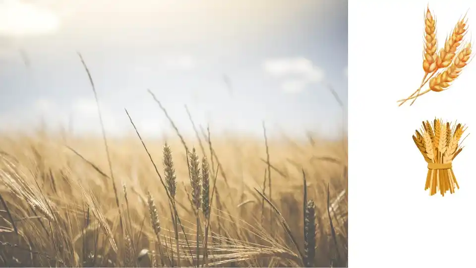 Wheat quality, format, and packaging should be matched to the buyer’s target application.