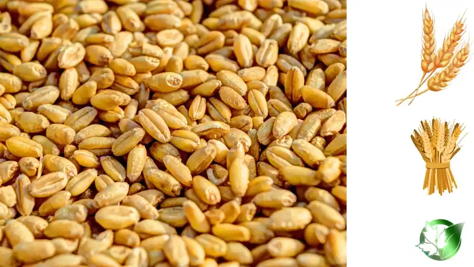 Wholesale packaging for Wheat can be planned for grocery retail, food-service operations, own-label, or factory-scale distribution.