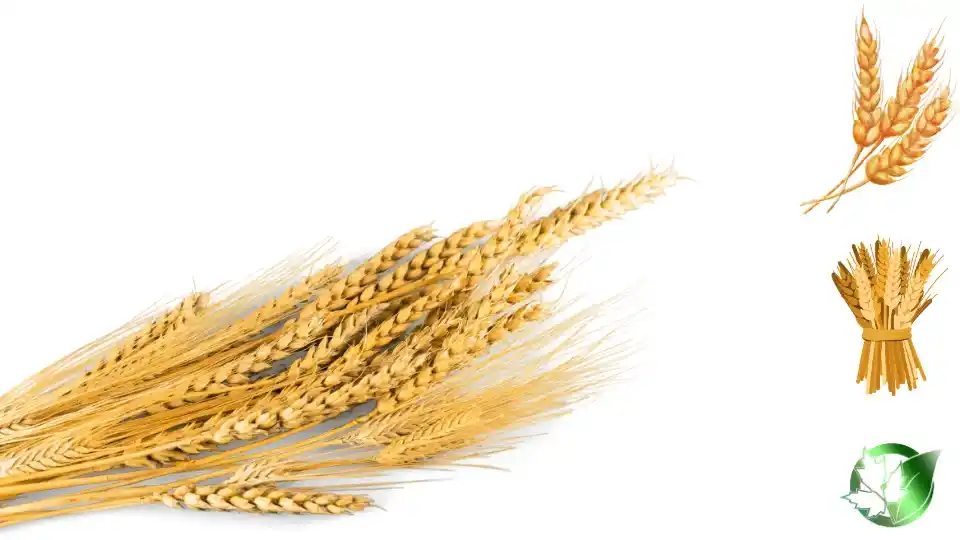 Commercial supplier evaluation for Wheat should cover specification, packaging, documentation, logistics, and complete delivered expense.